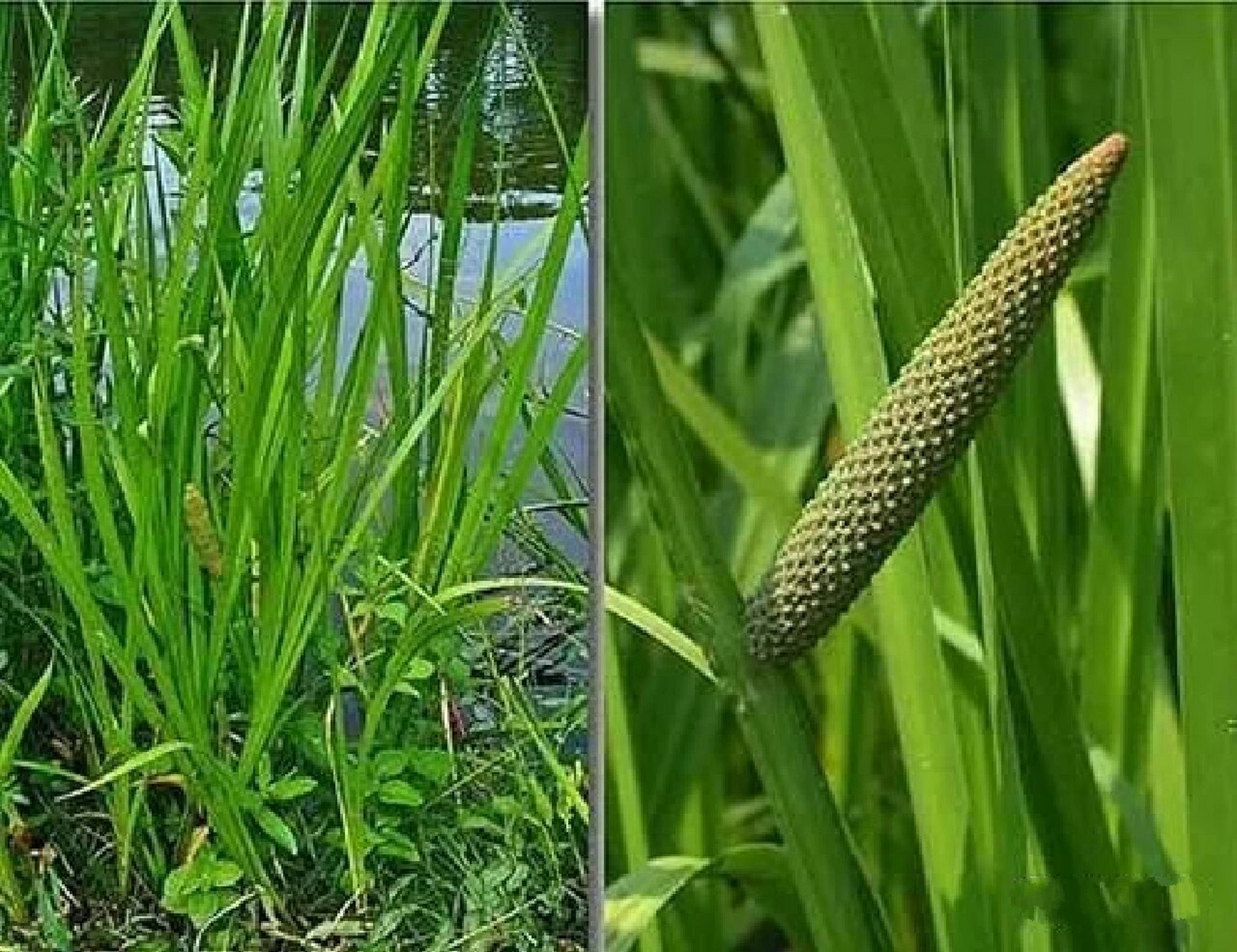 菖蒲性味归经图片