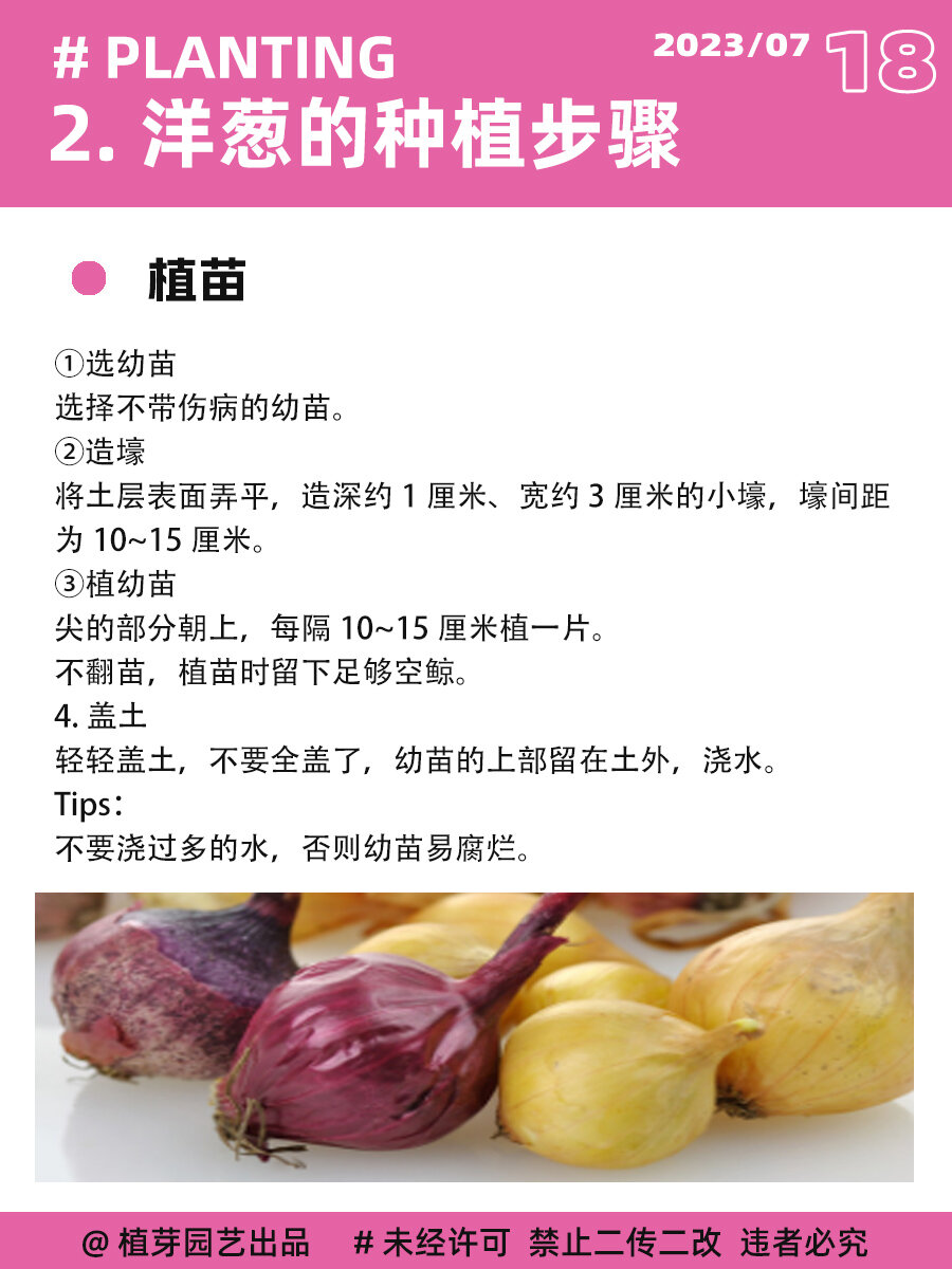 阳台种菜指南|洋葱篇00