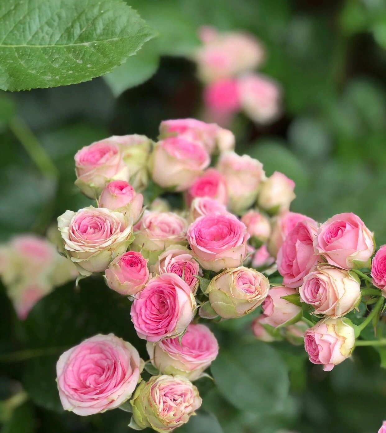 法国月季灌小伊的优缺点分析欢迎补充 灌小伊mini eden rose由alain