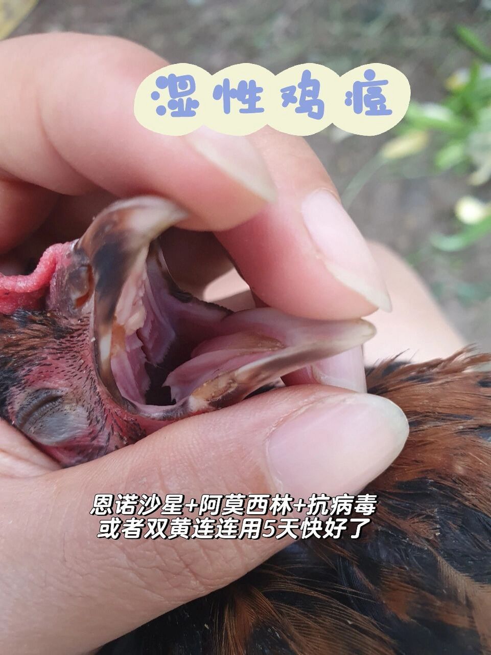 又感冒了 小鸡生病,用药情况 养小鸡买的药有,百痢停