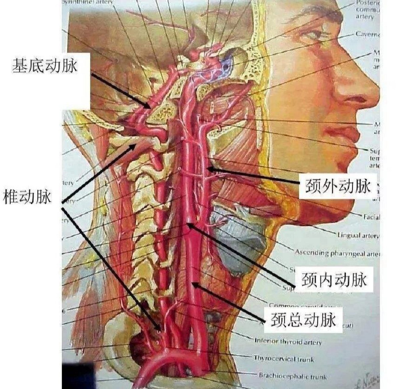 颈动脉搏动图片