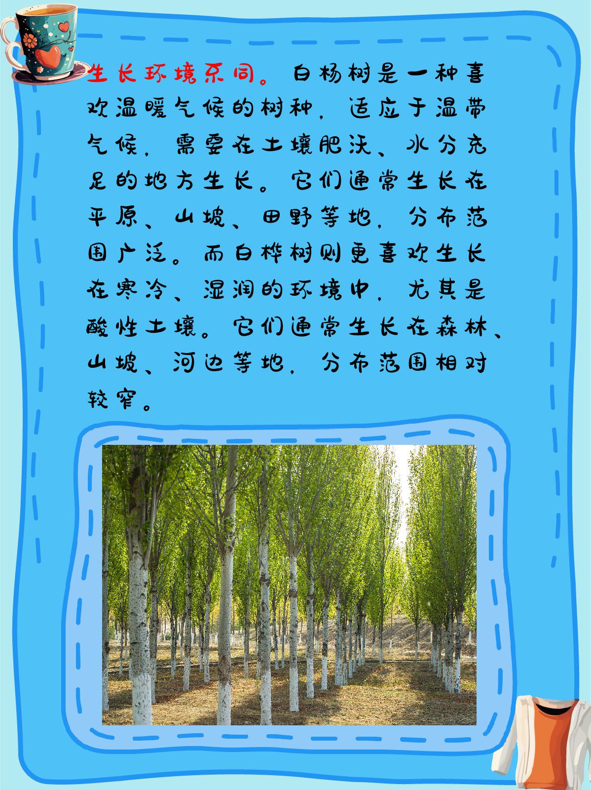 白杨树和白桦树的区别