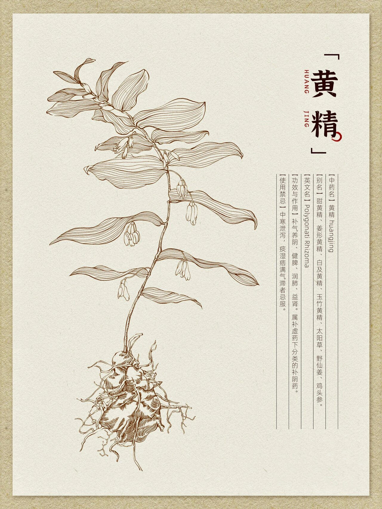 原创|中草药手绘-黄精【本草纲目