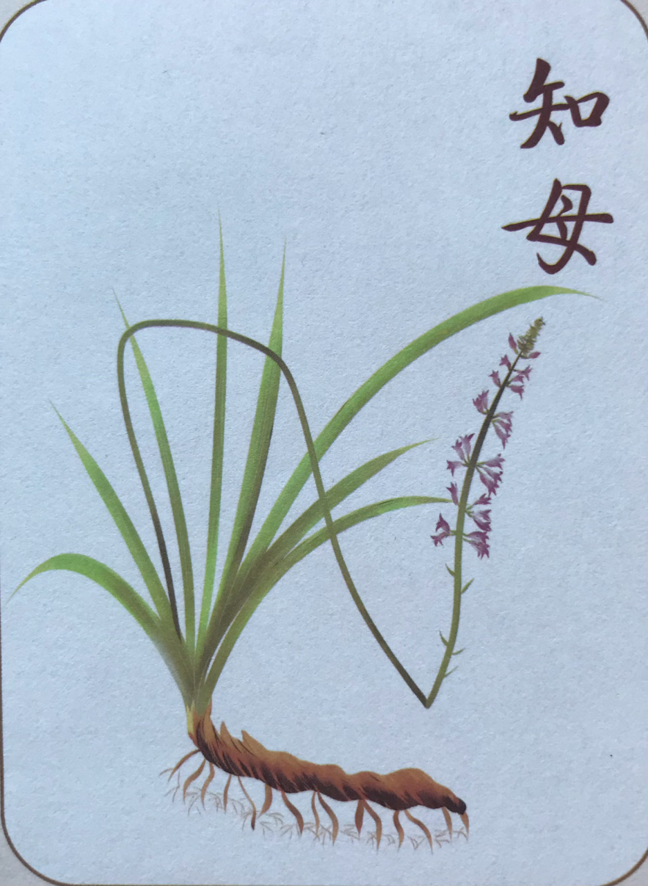 药材～知母 91知母 —— 71别名: 连母,野蓼,地参 71性味归经