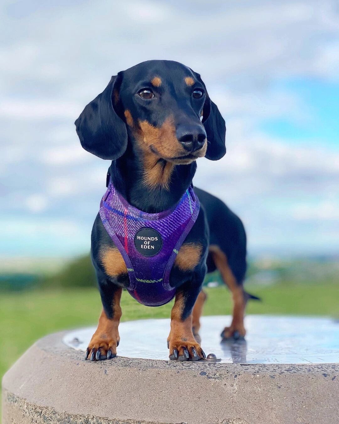 想养个二胎 中小型短毛犬有什么推荐的吗?