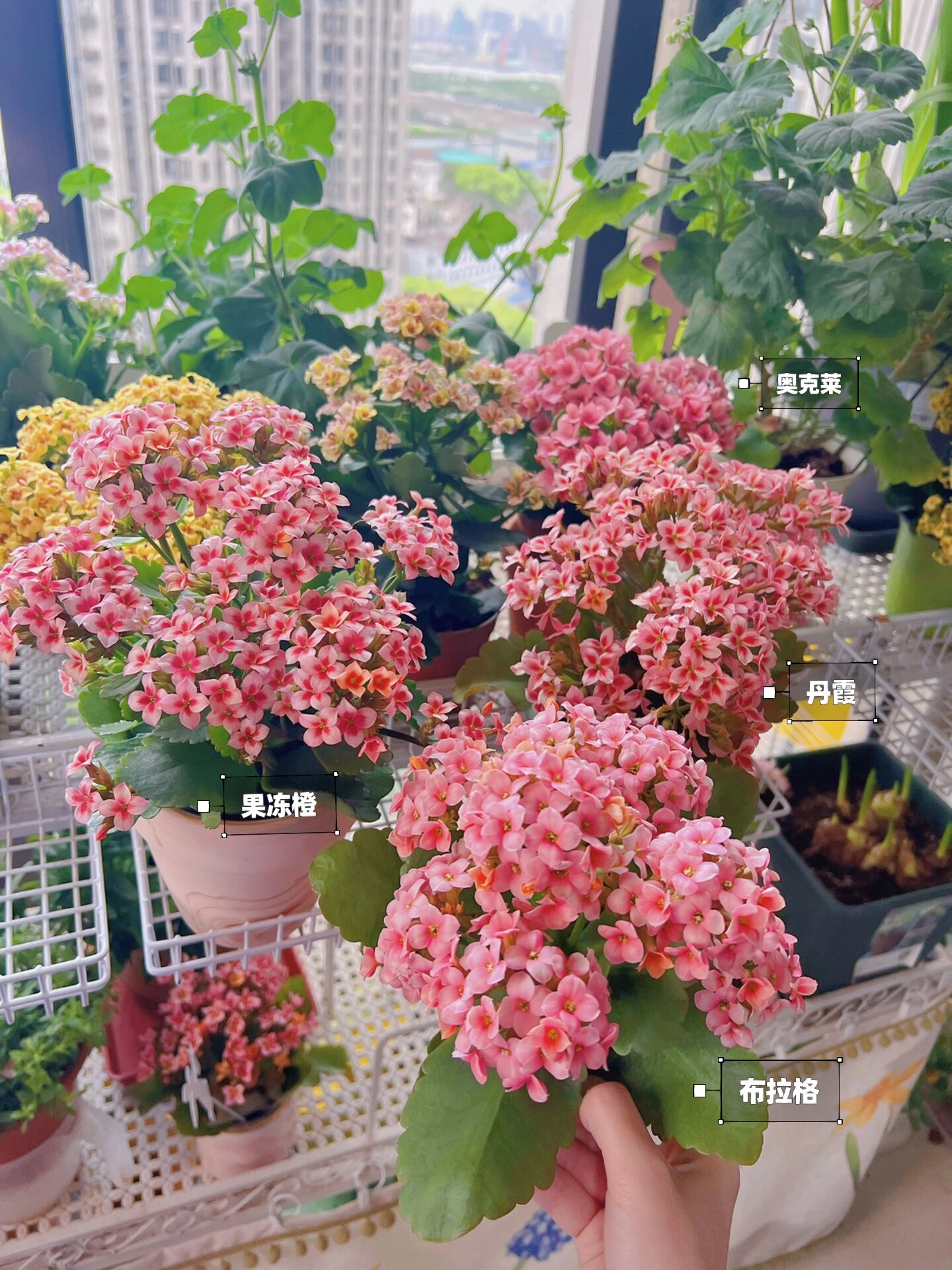 长寿花布拉格图片