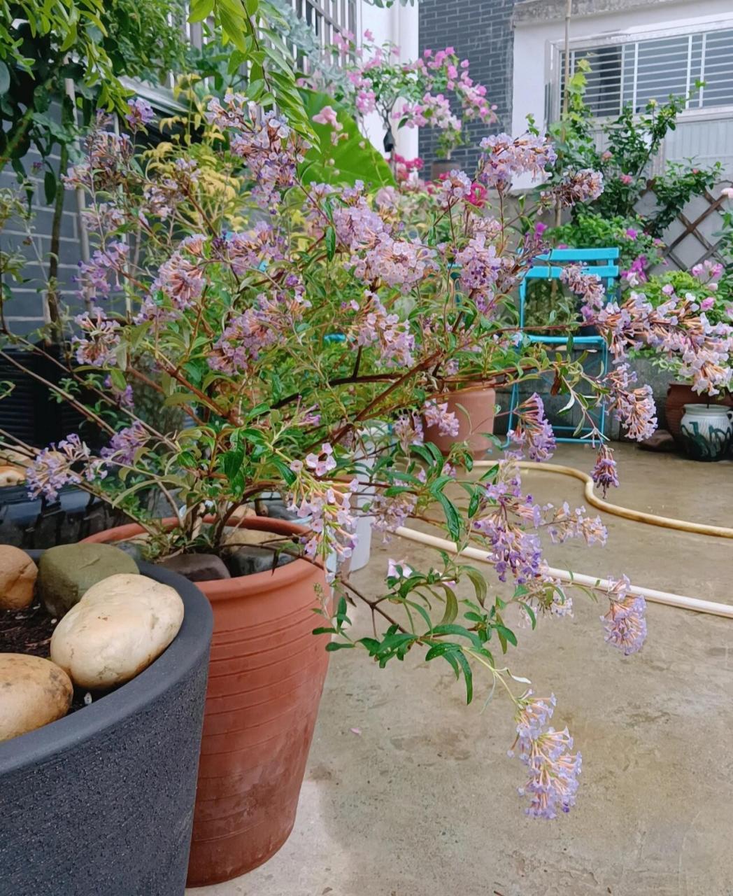 醉鱼草,越养越喜欢的一盆花 买的时候没啥惊喜,想着买来随便做一下