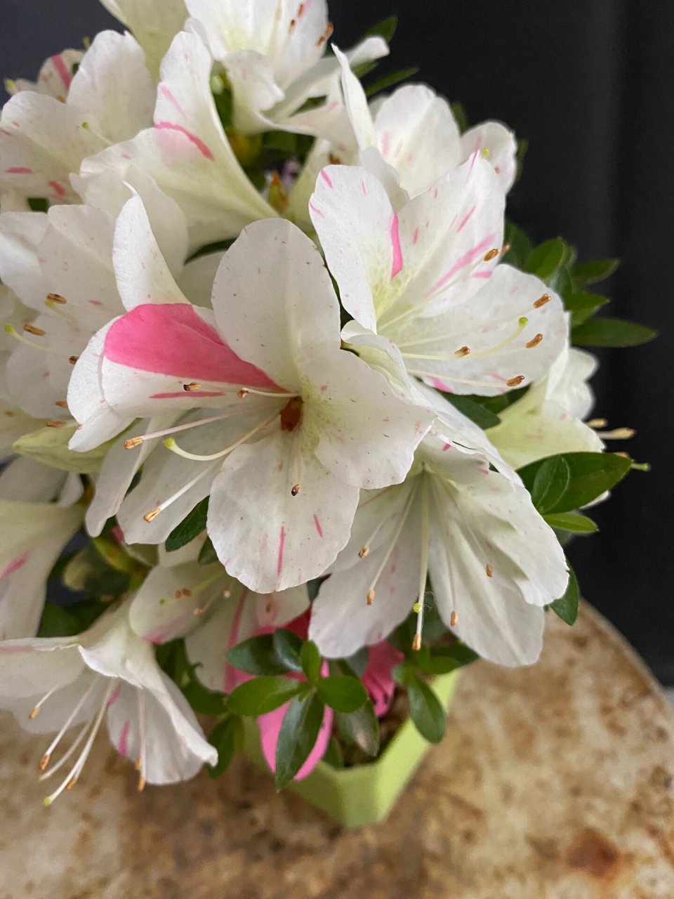 皋月杜鹃:明美之月