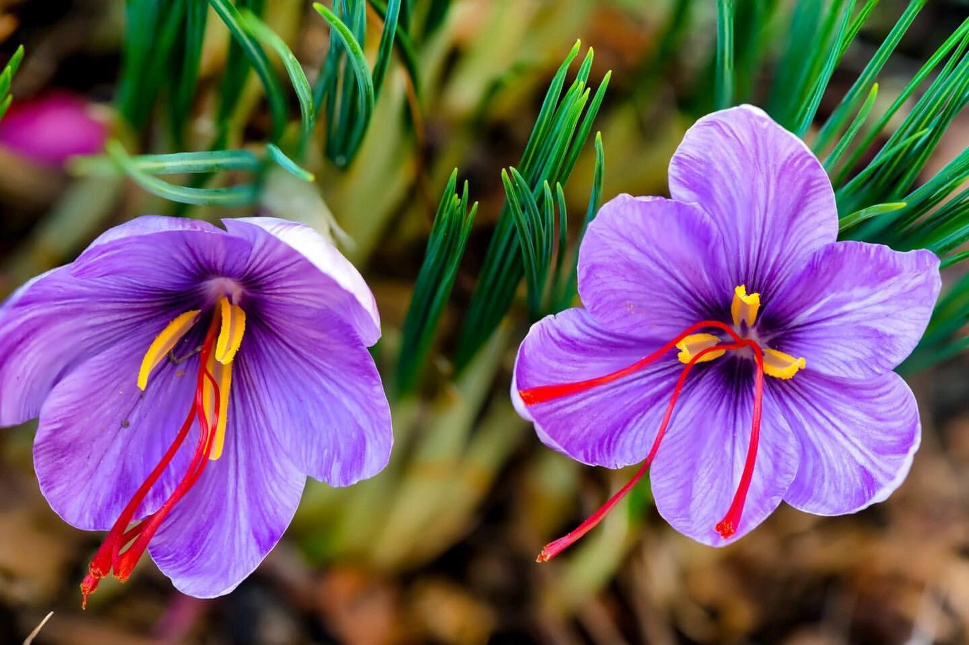 产自伊朗藏红花大家什么价格能接受?