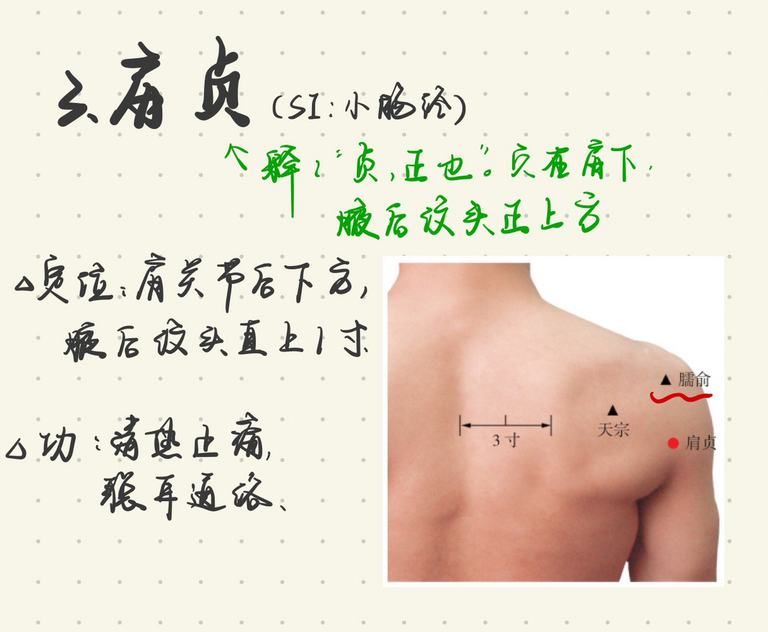 肩膀学位图解图片