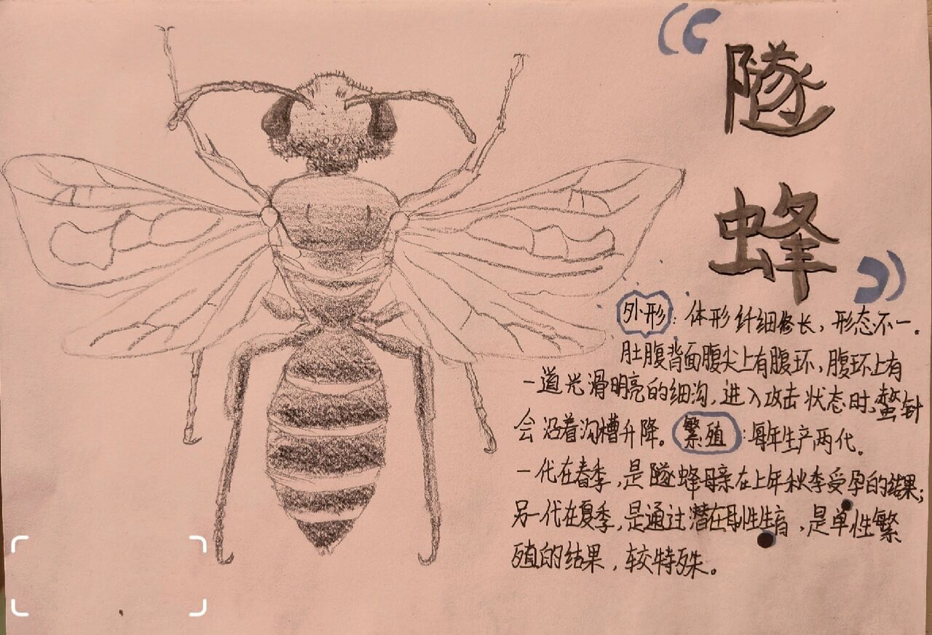 《昆虫记》昆虫资料卡图片