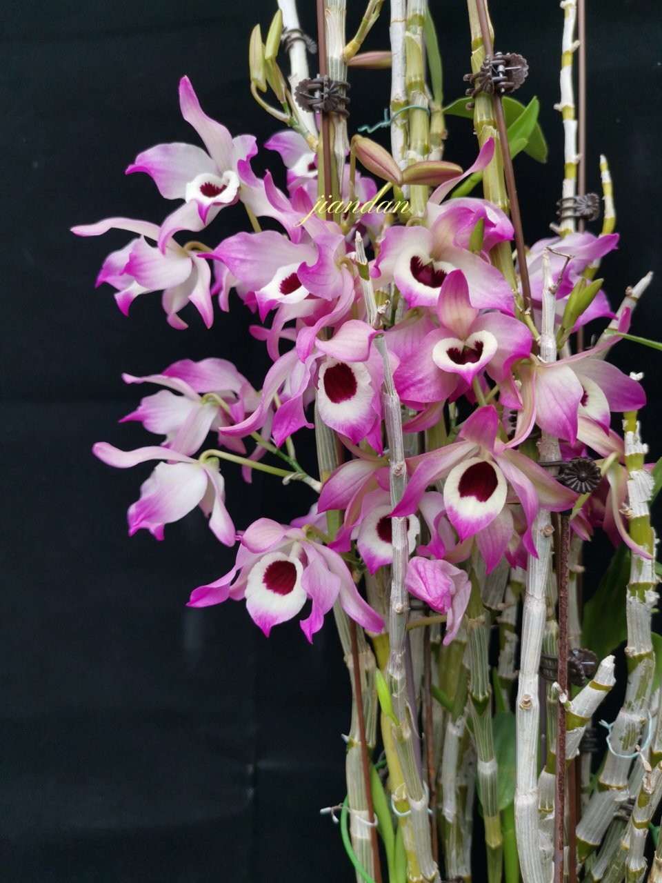 nobile 金钗石斛,几棵正在开花金钗,比较喜欢这淡雅一点的,还是爱心