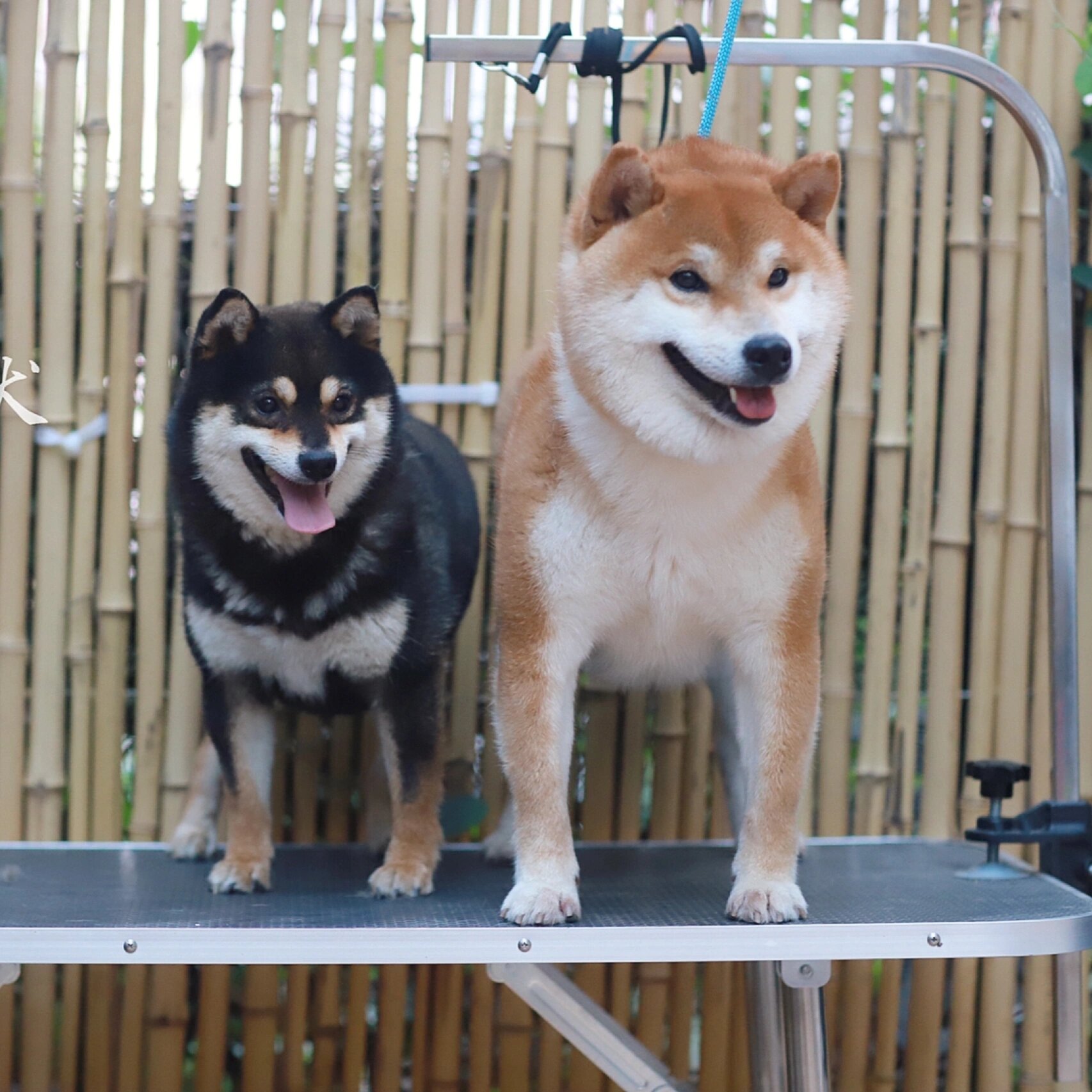 几张图告诉你柴犬和豆柴的区别