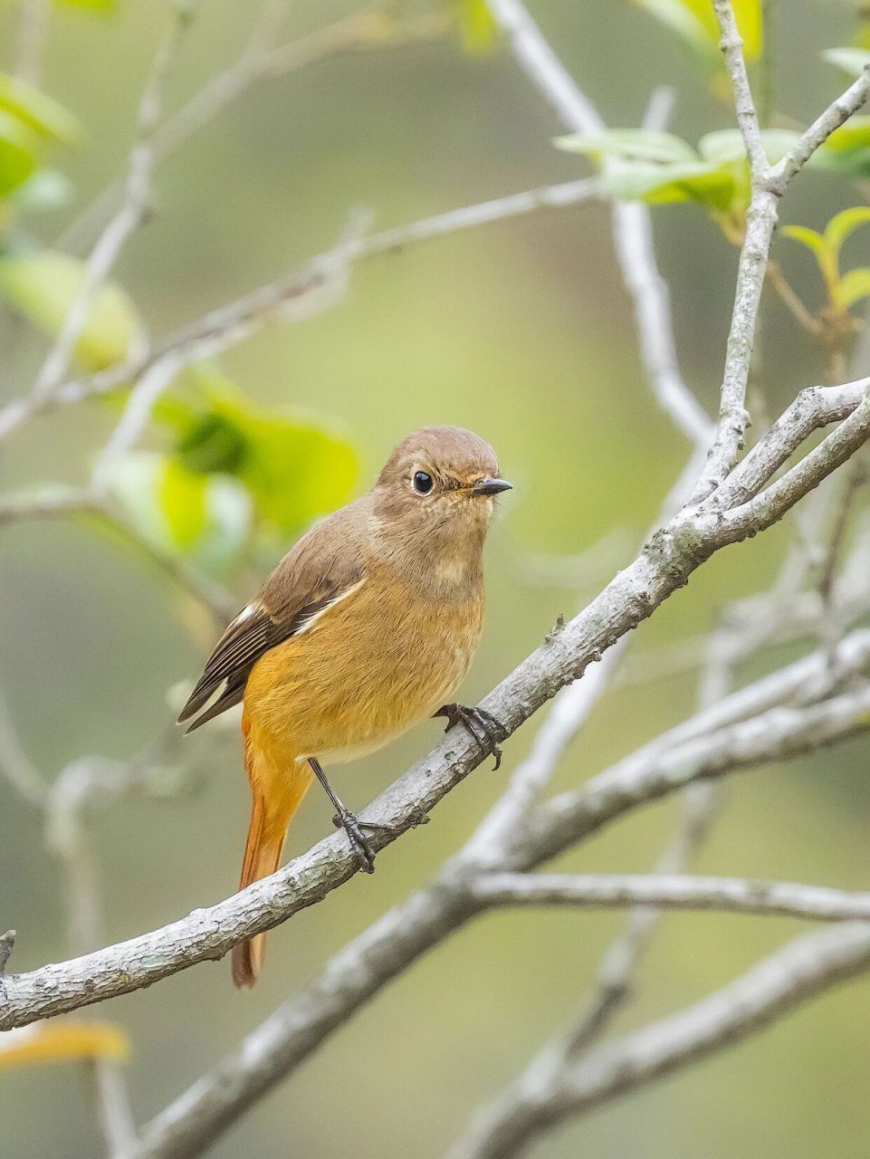 北红尾鸲(雌鸟) 俗名灰顶茶鸲,红尾溜,是中等体型而色彩艳丽的红尾鸲