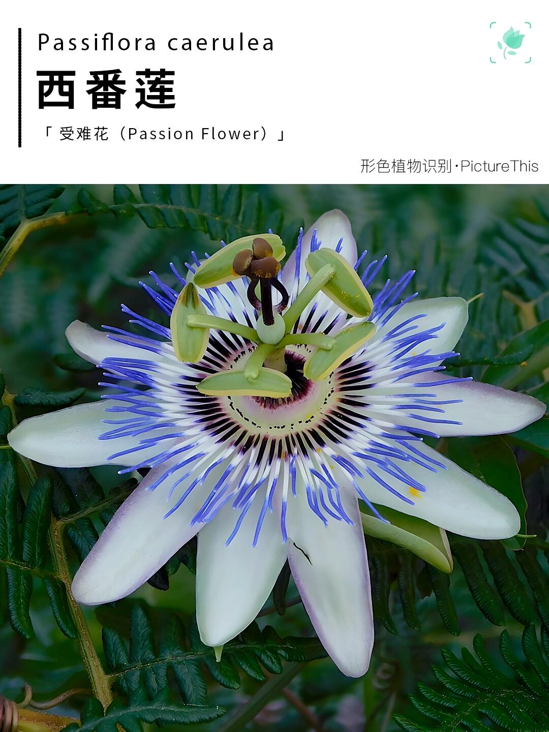 西番莲 中文名:西番莲 拉丁学名:passiflora caerulea 名称:特殊