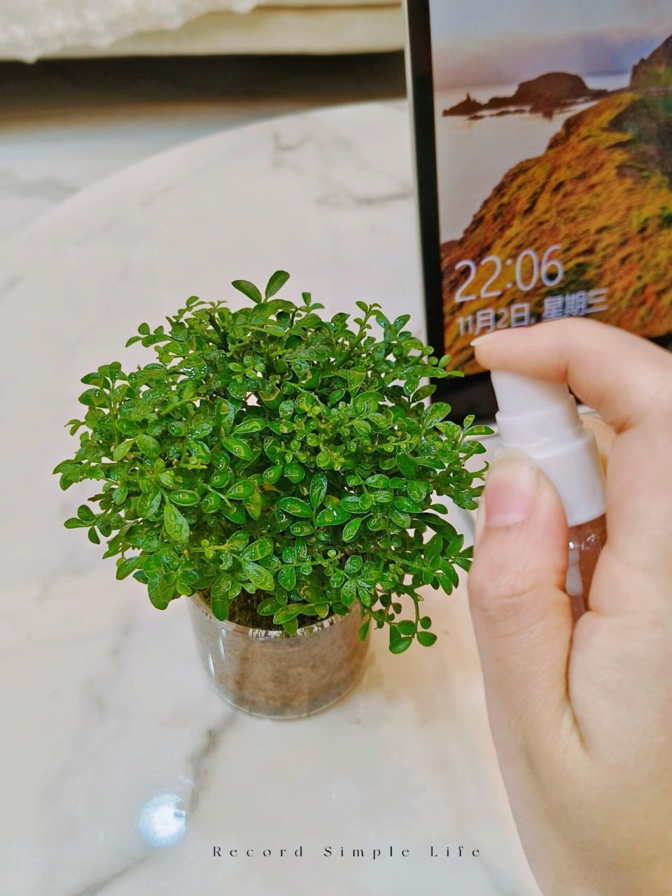 植物杀手也能养成小森林的小叶九里香 台湾达摩小叶九里香真的不要太