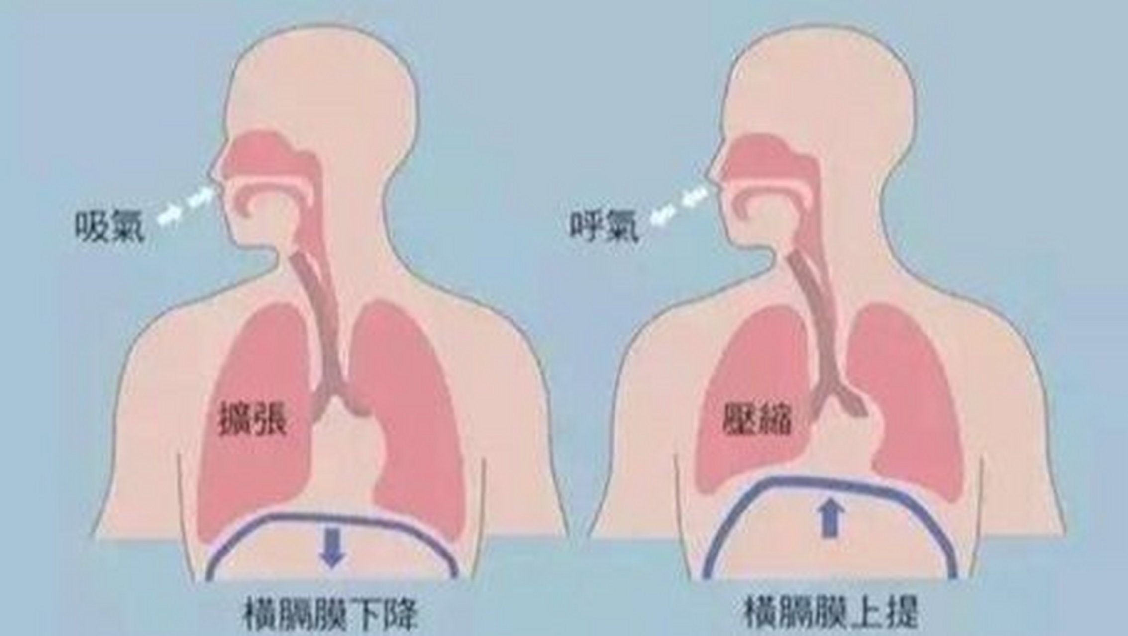 横膈肌位置图图片