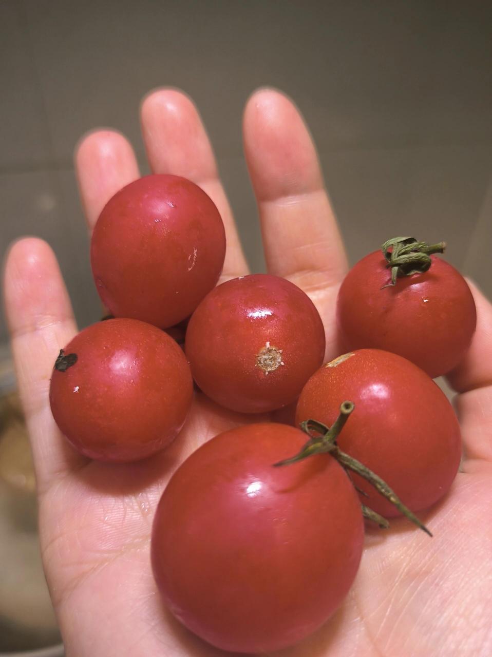 圣女果,你不腐烂的样子让我害怕 平时超市买的西红柿放一周多就坏了