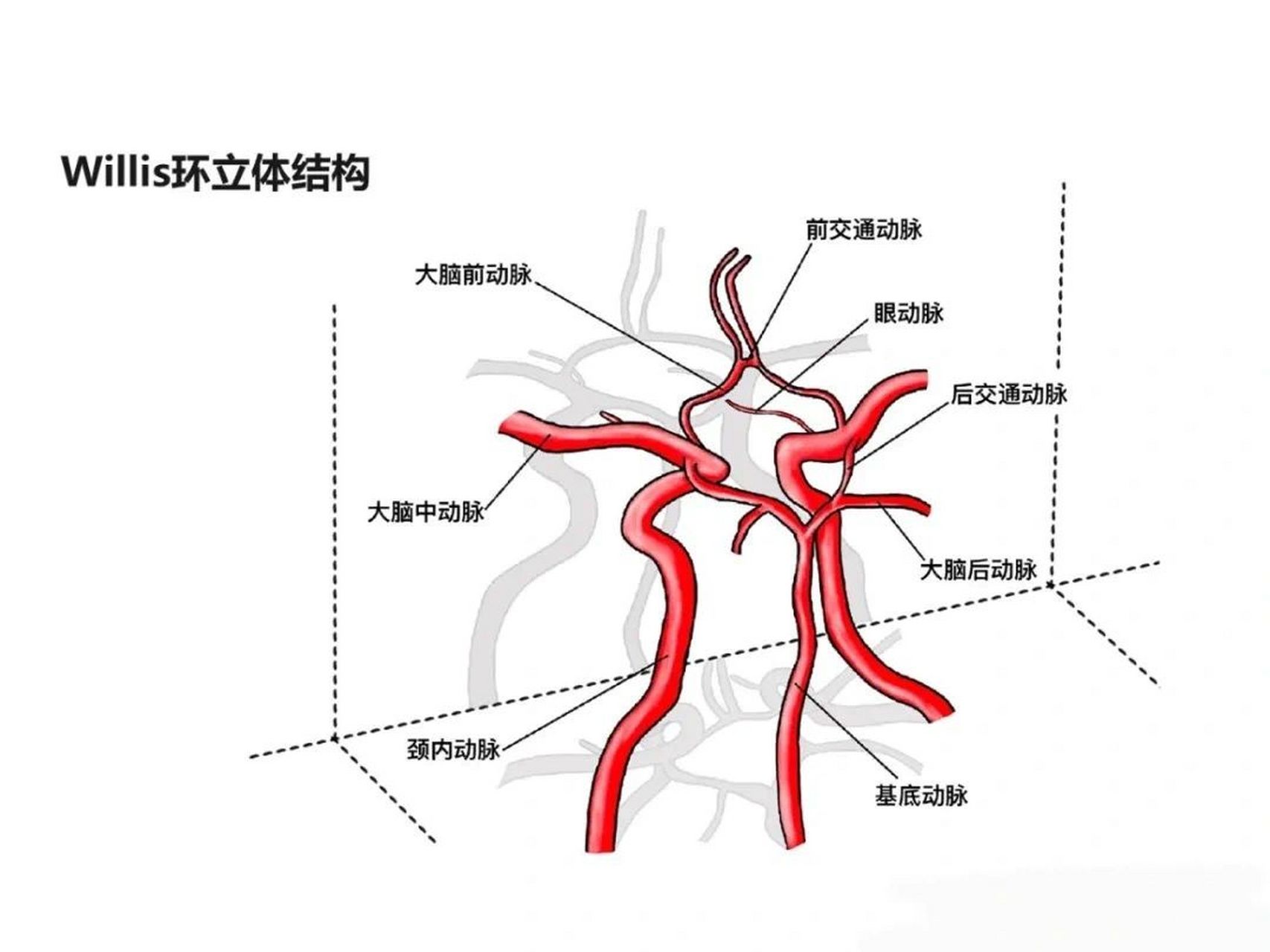 大脑动脉环图片图片