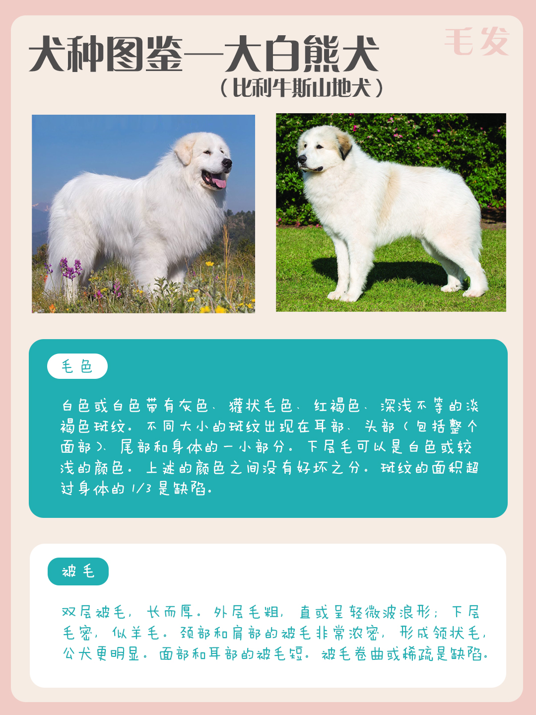 犬种图鉴——大白熊犬(比利牛斯山的战士)