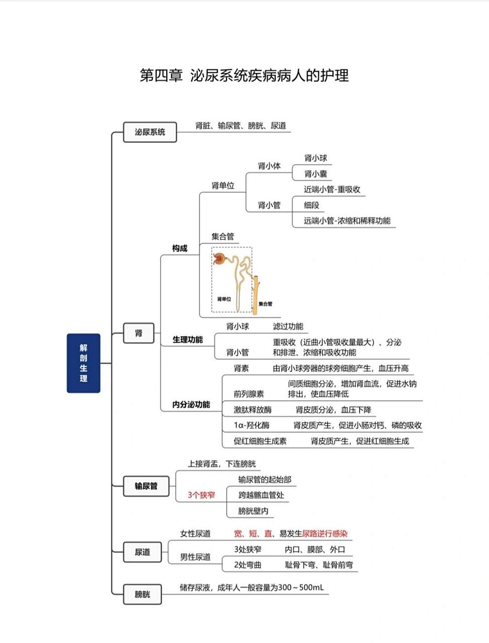 泌尿系统的知识框架图图片