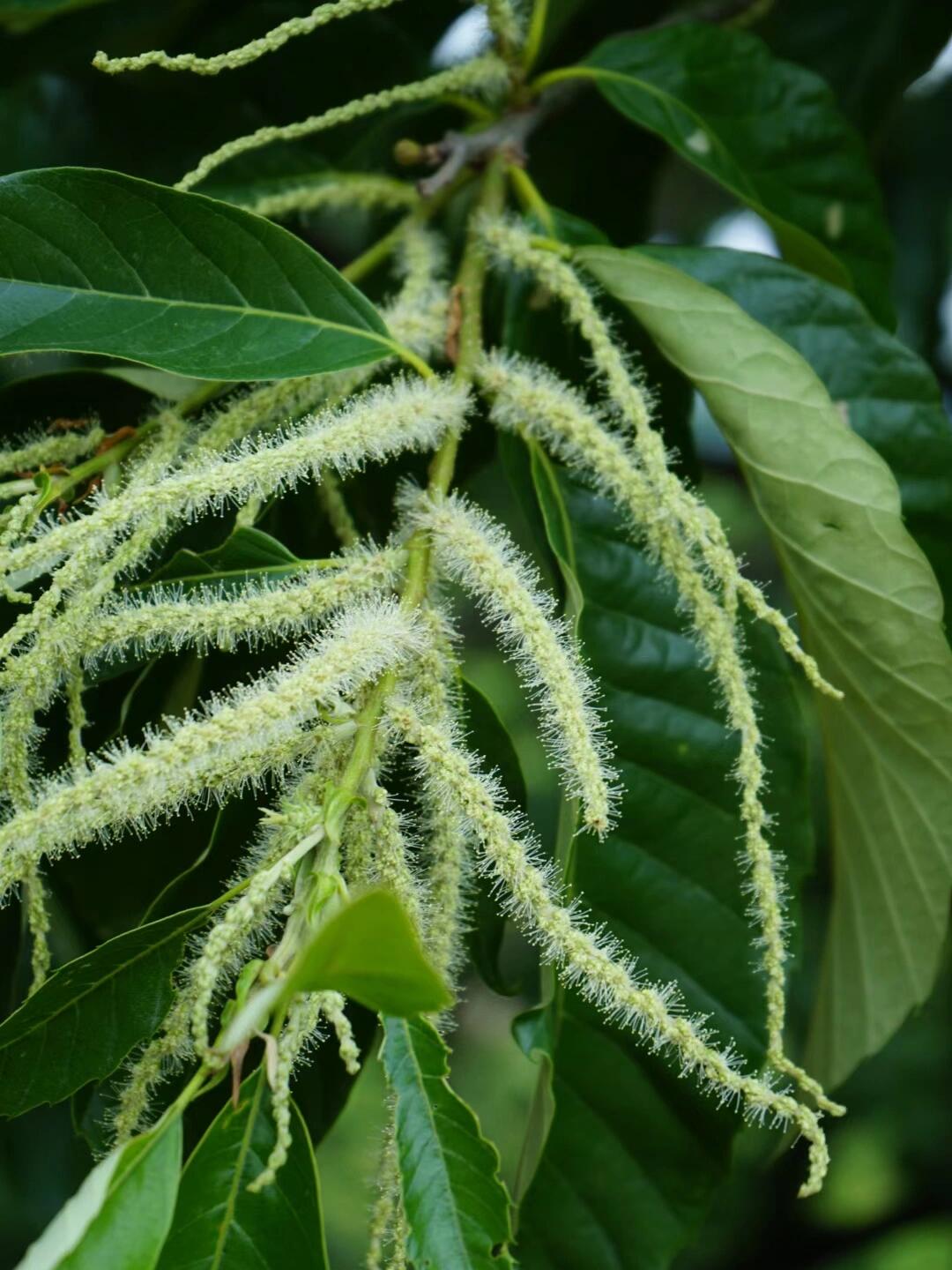 天然"蚊香"板栗花