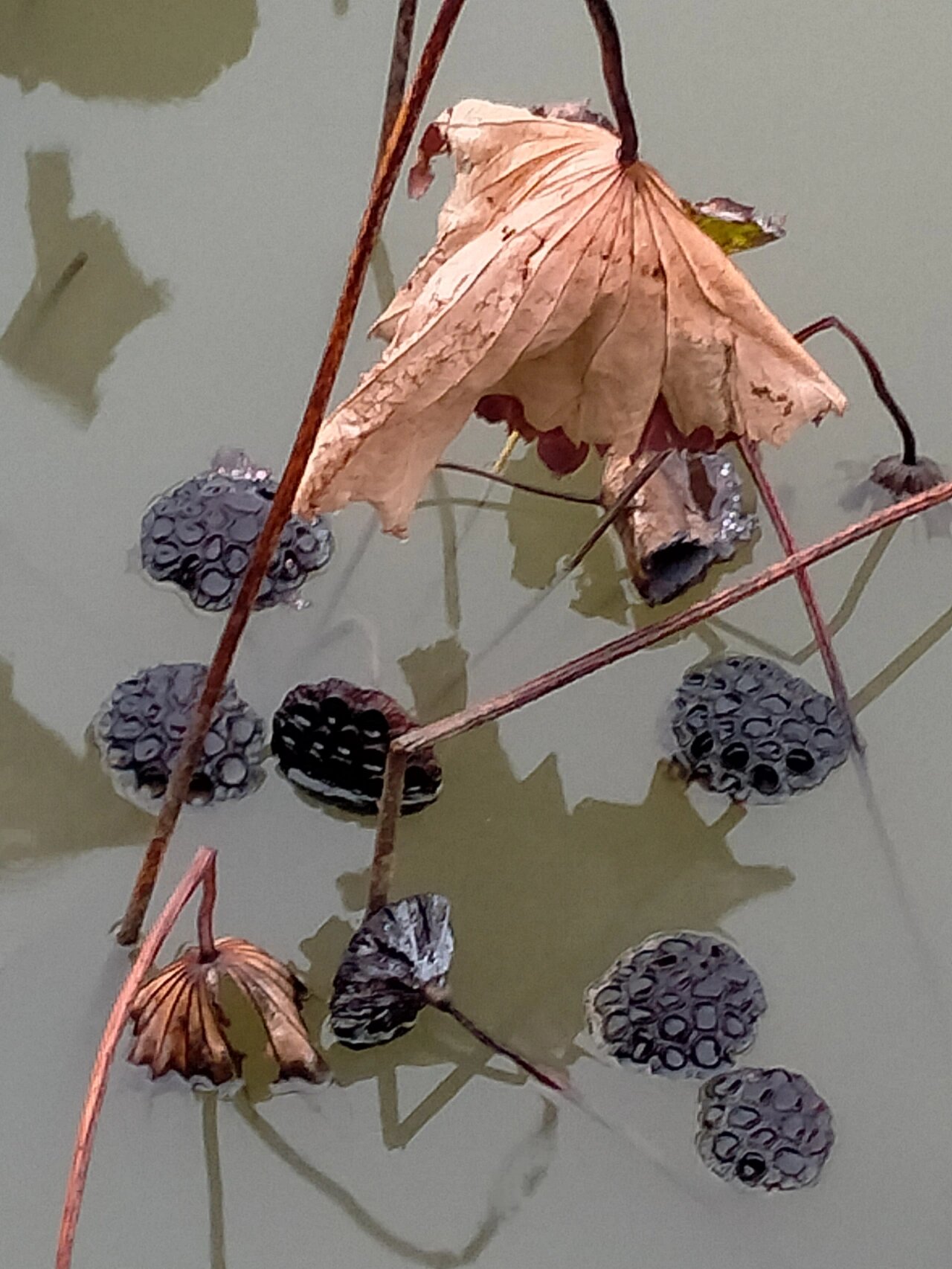 雨中残荷 下午冒着雨去了荷塘,连着下三天雨了,那一池枯荷,会怎么样呢