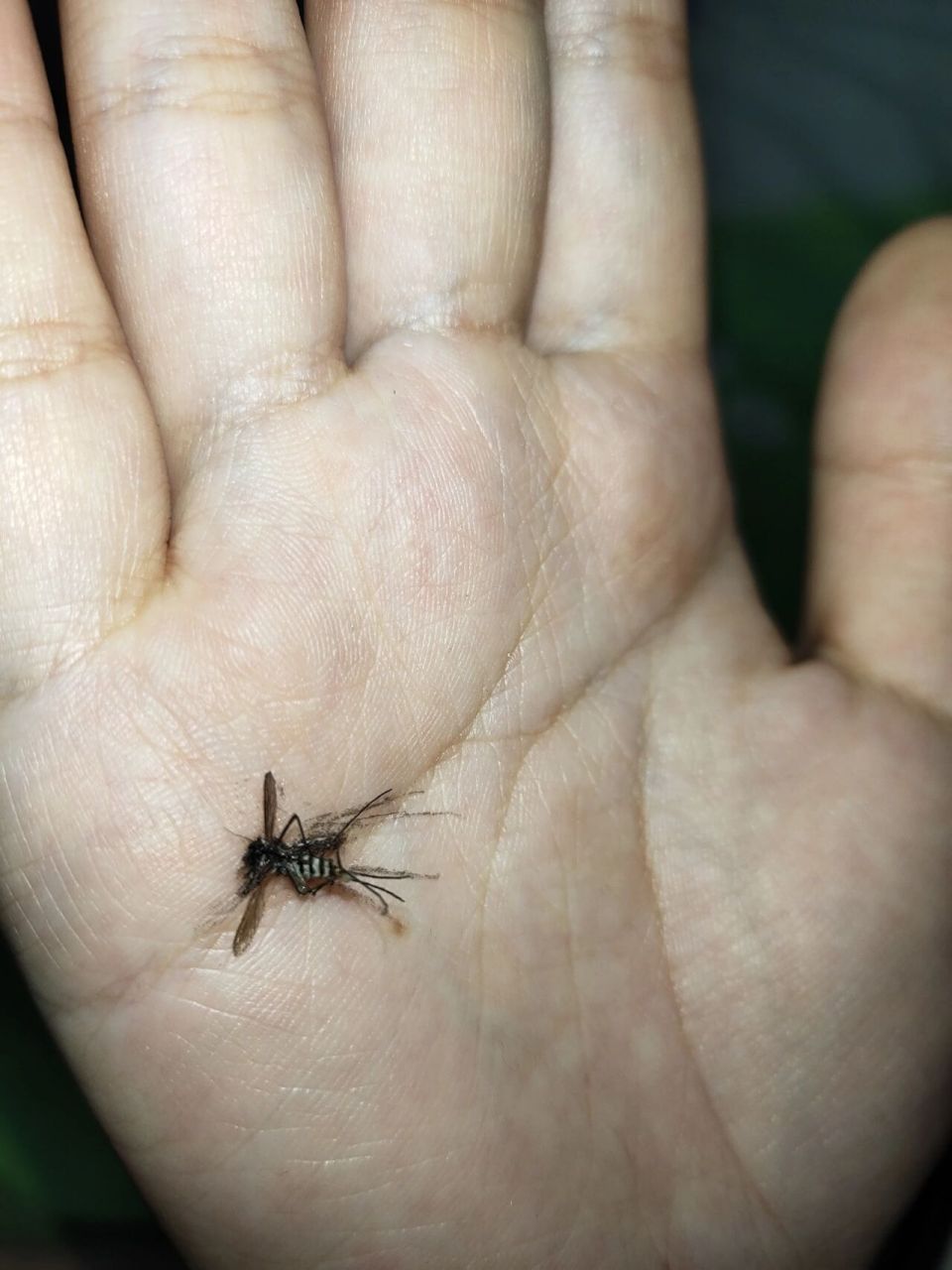 黑花蚊子91一生之敌 无语无语真无语