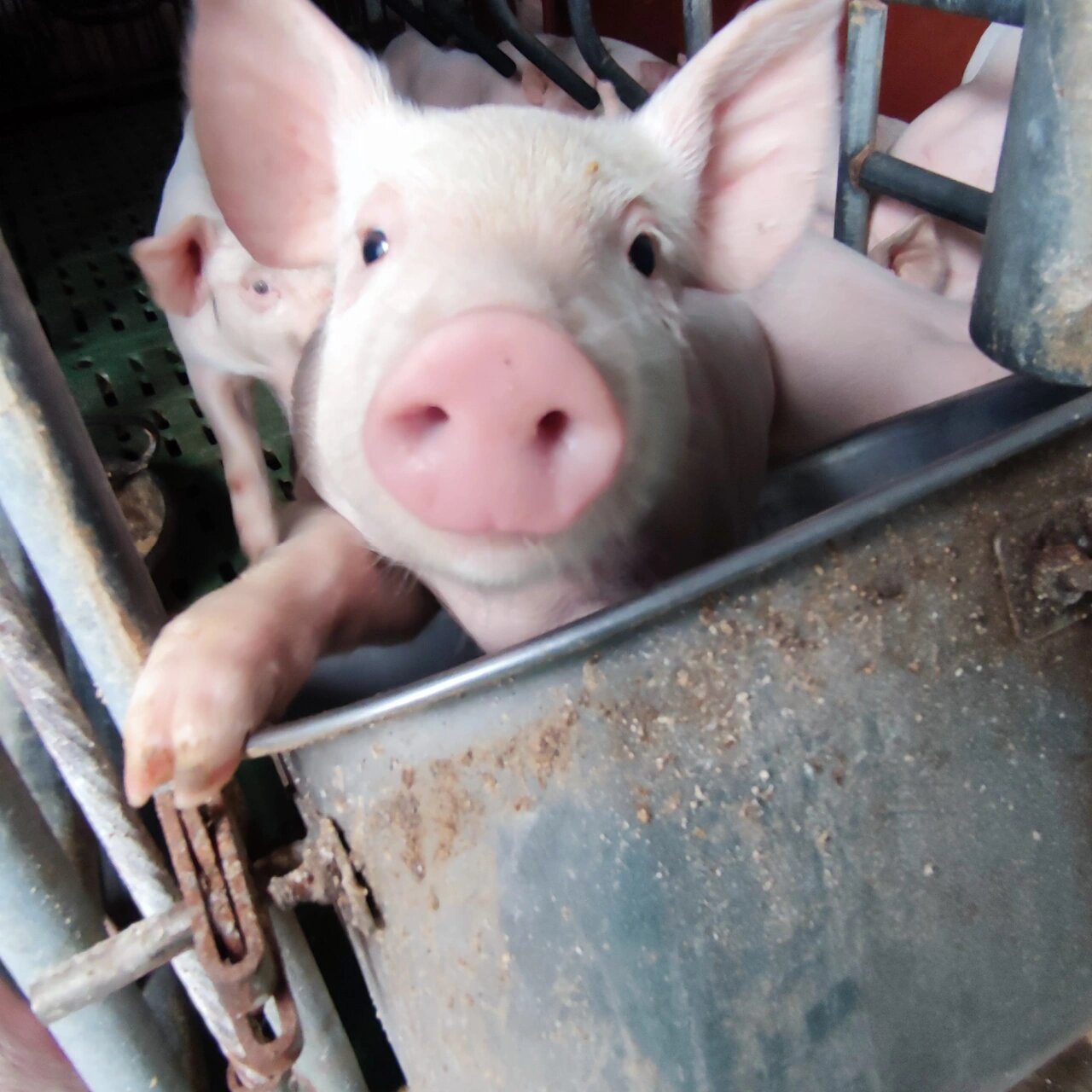 热乎的大头猪照