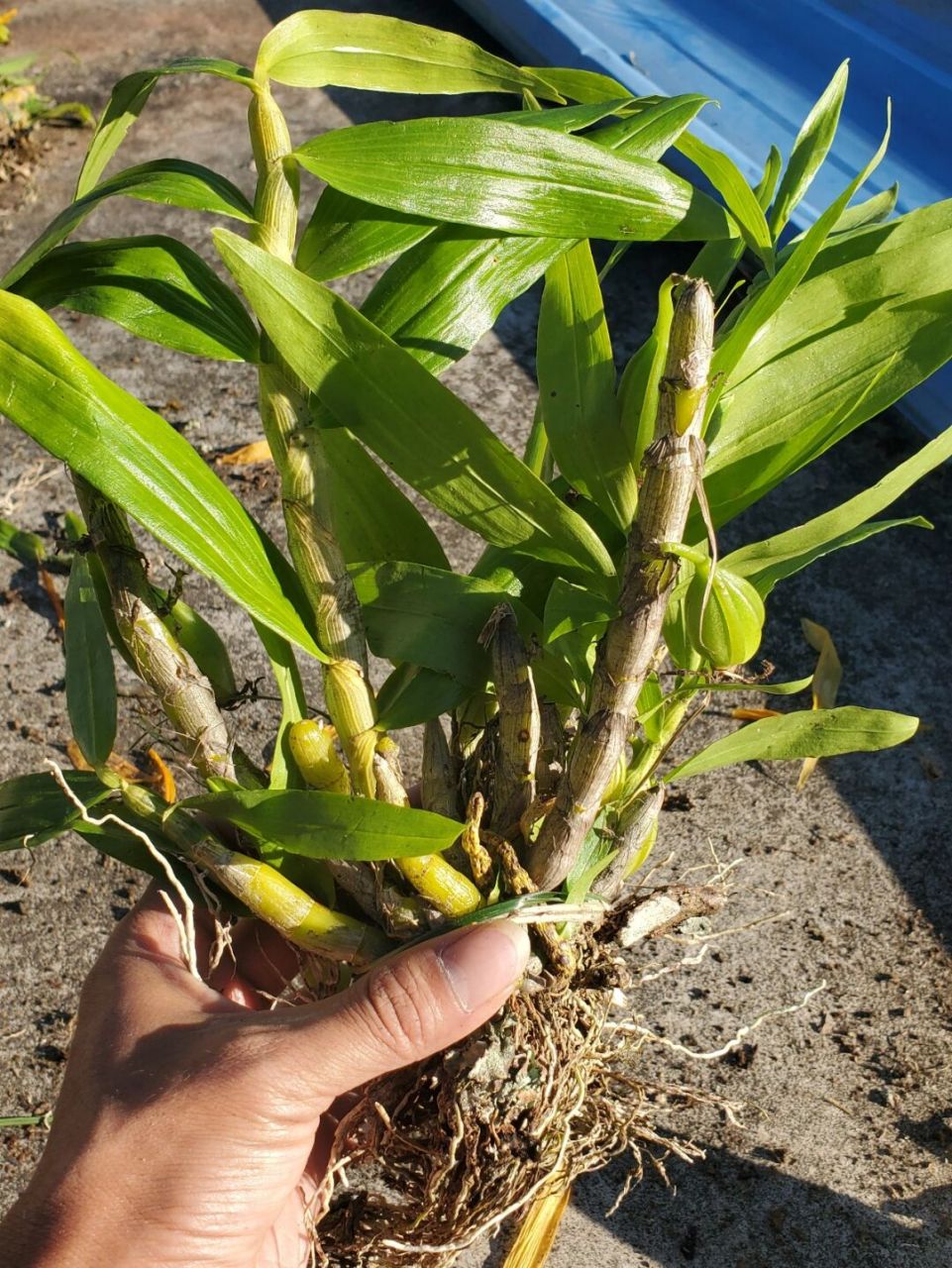 晶帽石斛开花图图片