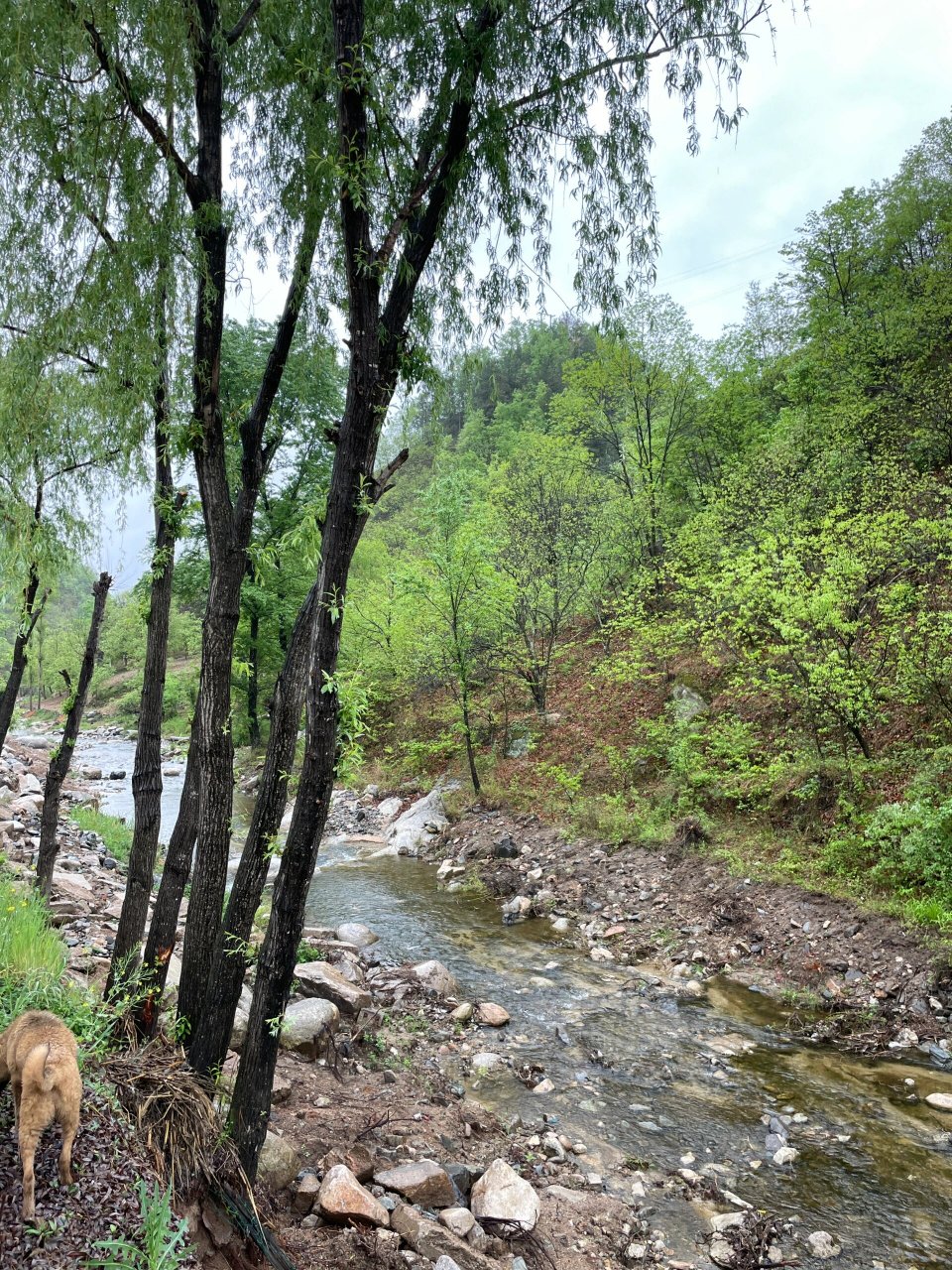 商洛木耳小镇图片