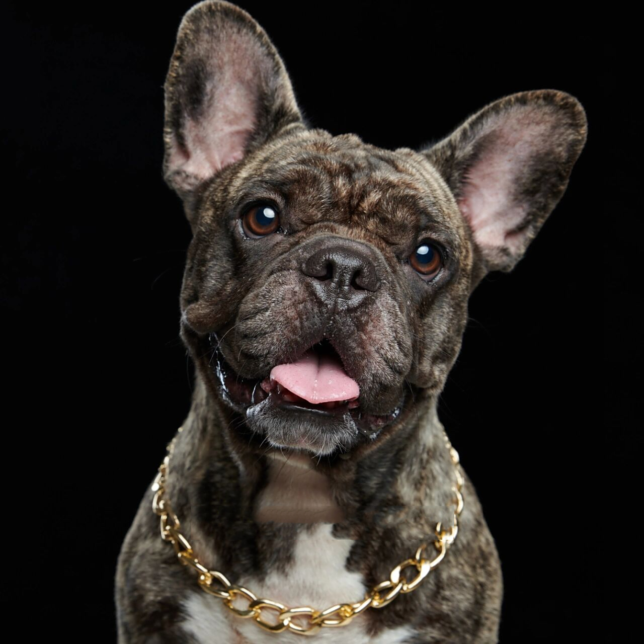 法斗肖像 经典黑白头像壁纸系列