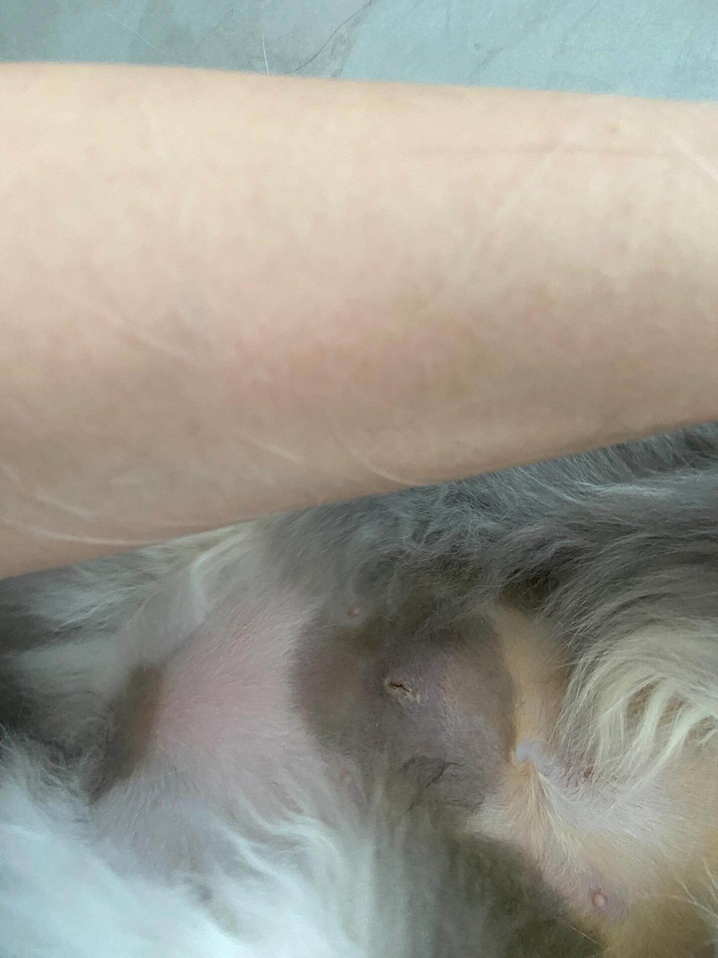 母猫绝育后伤口恢复挺快 一周多脱掉绝育服和头套,伤口有点凸起,现在