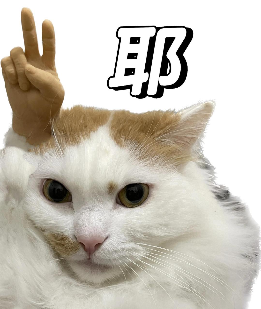 猫咪指人表情包 帅帅的手分开的我都做不了