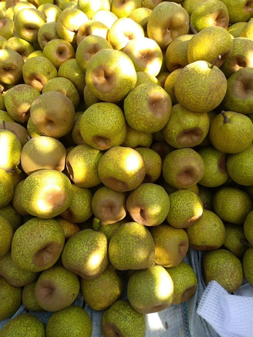 莱阳特产莱阳梨 正宗山东烟台莱阳梨超脆甜新鲜水果10斤左右整箱批发