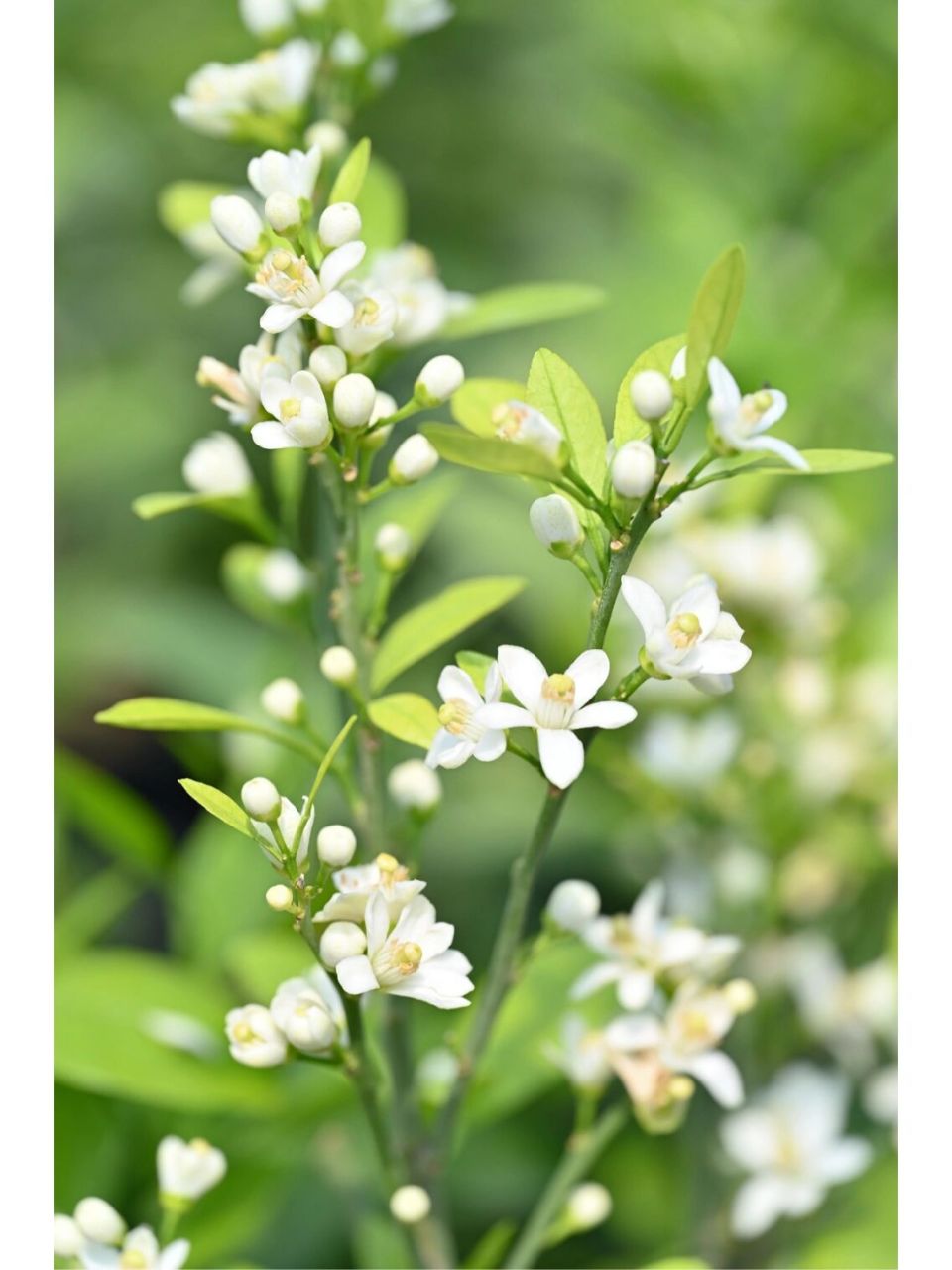 橘子树开花了 好香好香好好闻好喜欢 太喜欢这一类果树的花香味了