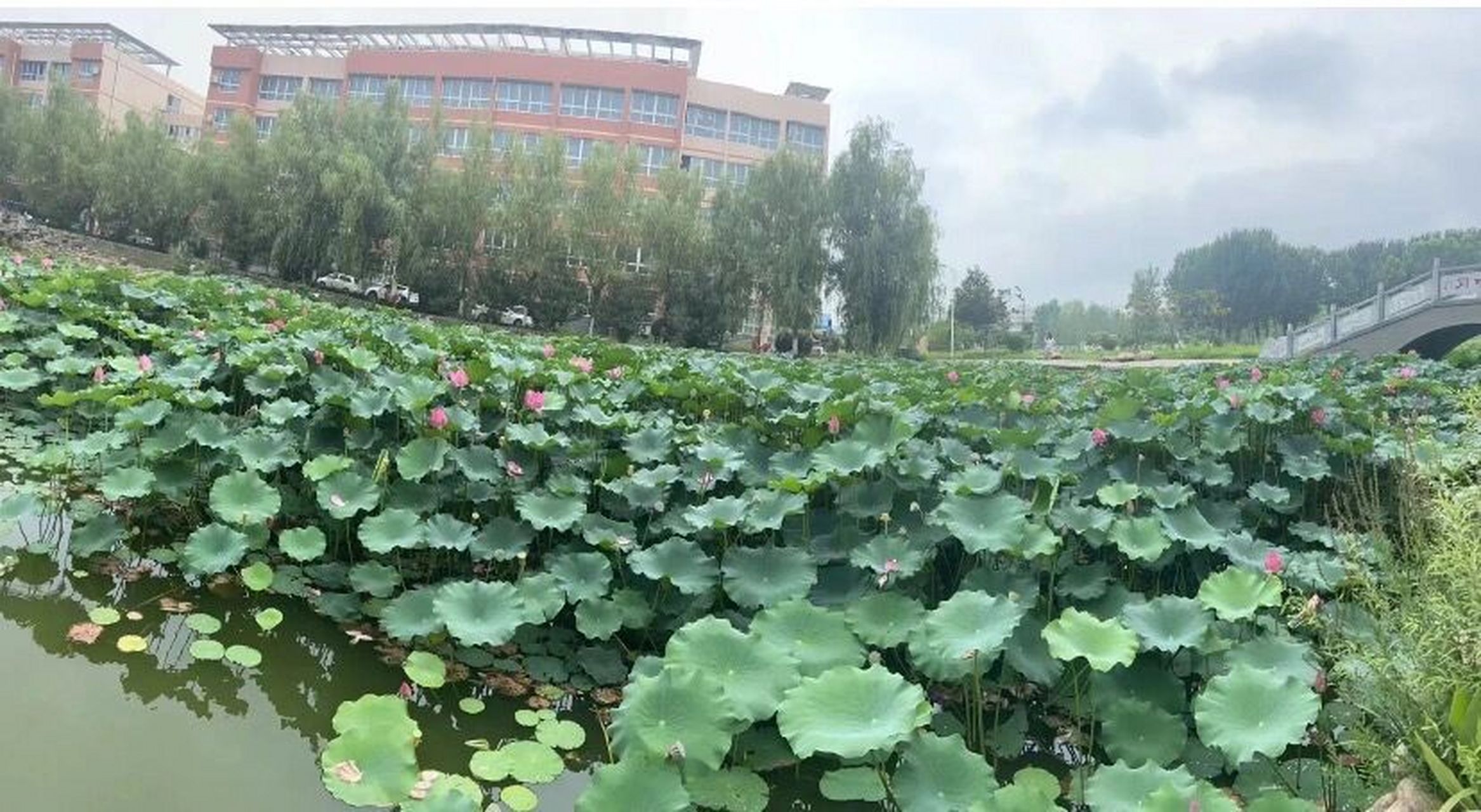 南阳农业职业学院08 南阳农业职业学院,公办大专院校,占地一千多亩