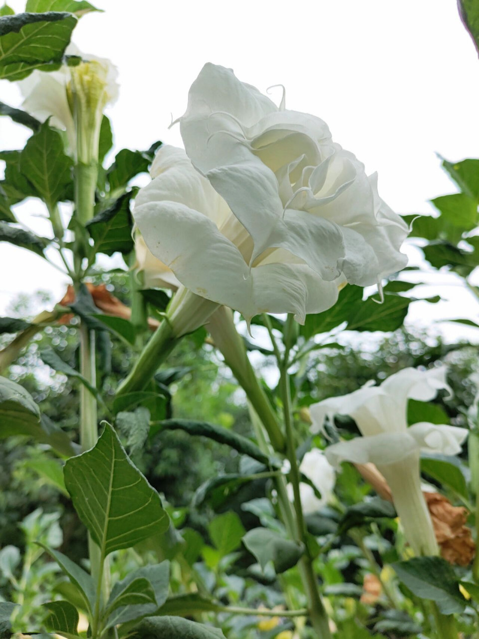 白花曼陀罗的导管图片