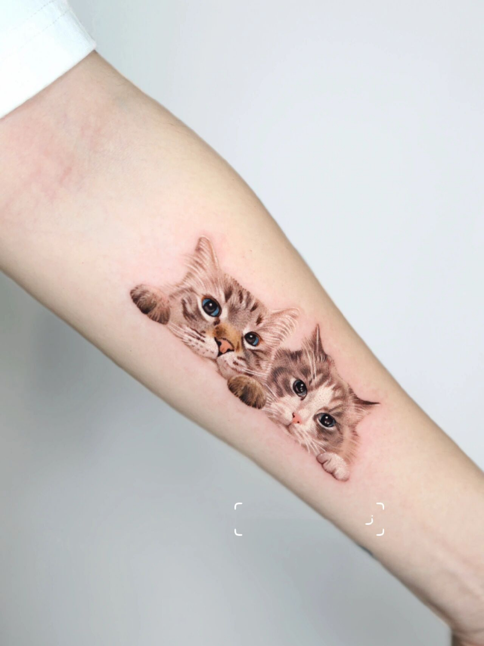 布偶猫纹身手稿图片