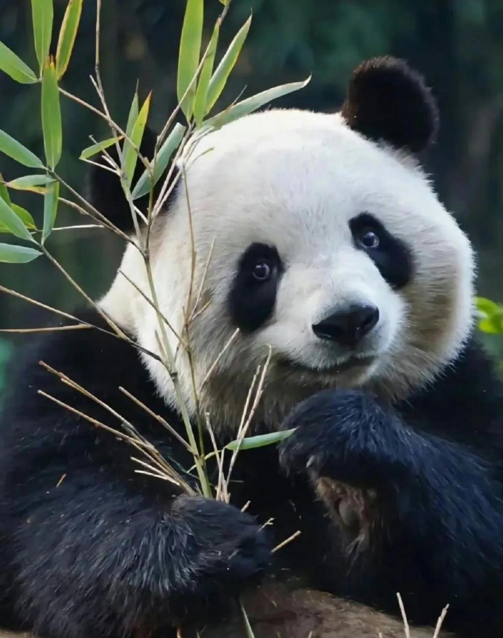 大熊猫梅兰肉肉是个小表情特别丰富的大熊猫.