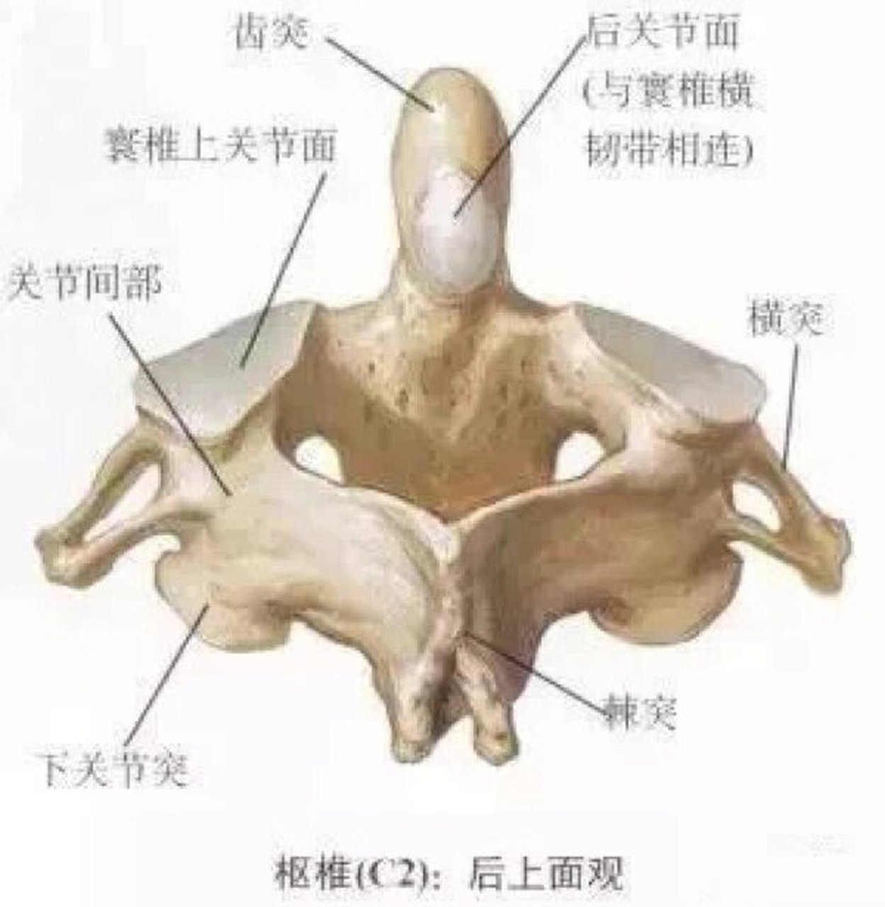 寰枢关节在哪个位置图片