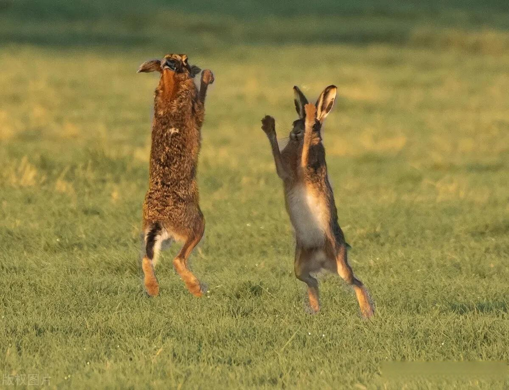 在田野间用镜头记录下了两只雄性兔子争夺雌性兔子的精彩打斗场面