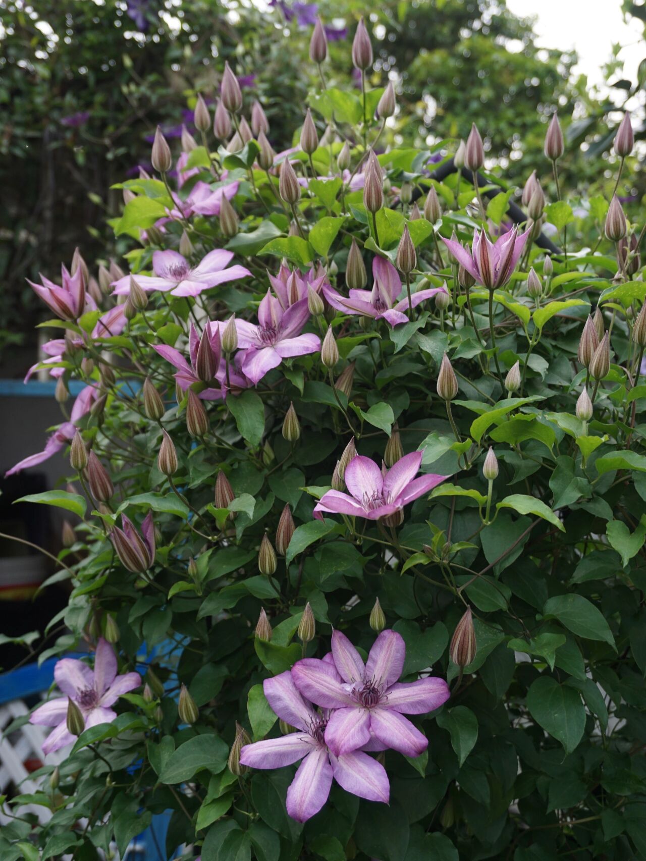 开爆款的f系铁线莲蜥蜴 非常强健又好养的蜥蜴,开花非常棒,翘起的花瓣