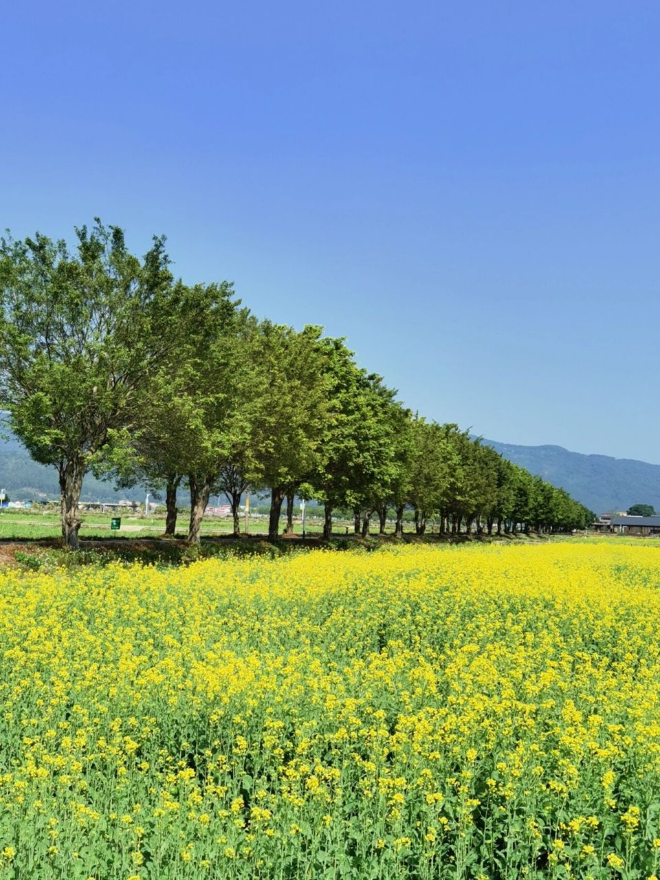 广州最美的油菜花海开啦/增城朱村稻田公园 广州现在好多地方都有油菜