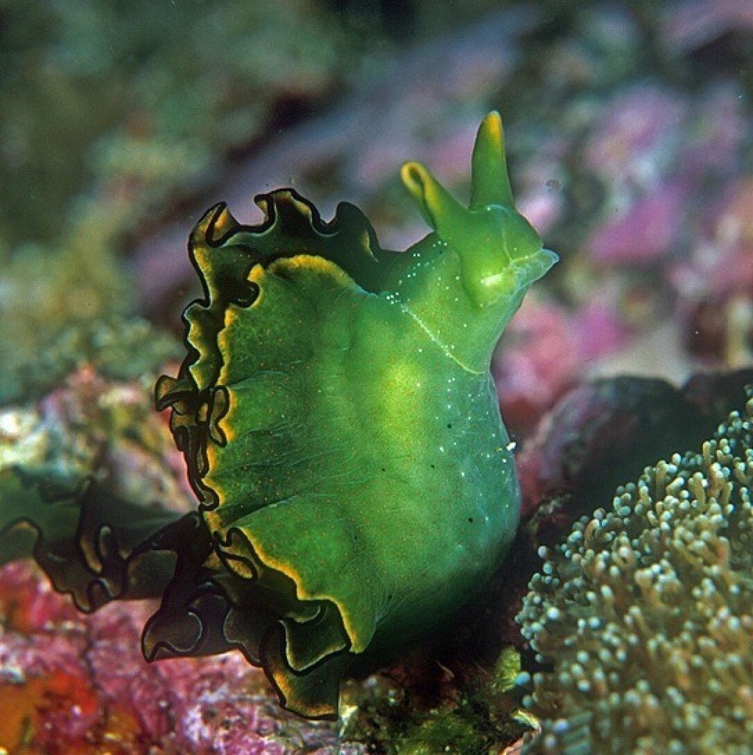 绿叶海天牛 界:	动物界 animalia 门:	软体动物门 mollusca 纲:	腹足