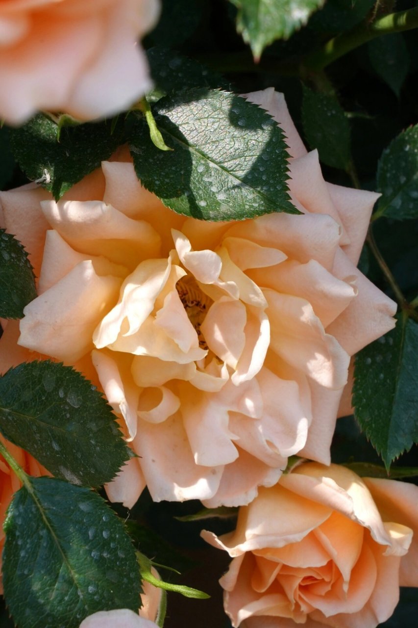 差不多, 暂且当做"蔷薇花"去拍照吧～ 香槟色月季花在合肥算是比较稀