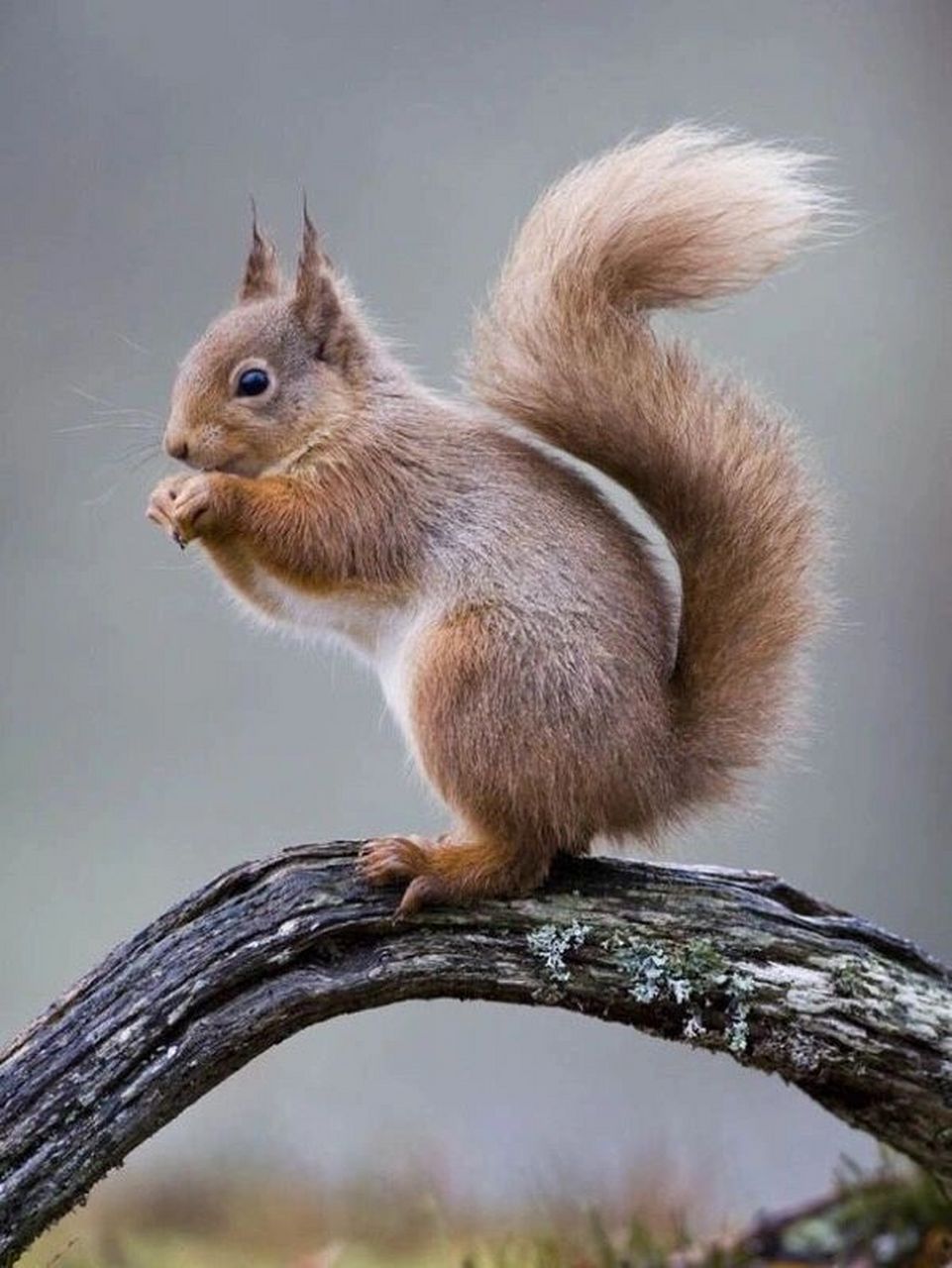 小松鼠绘画步骤讲解 ✏️🐿️小松鼠第一步,可以用图形归纳法