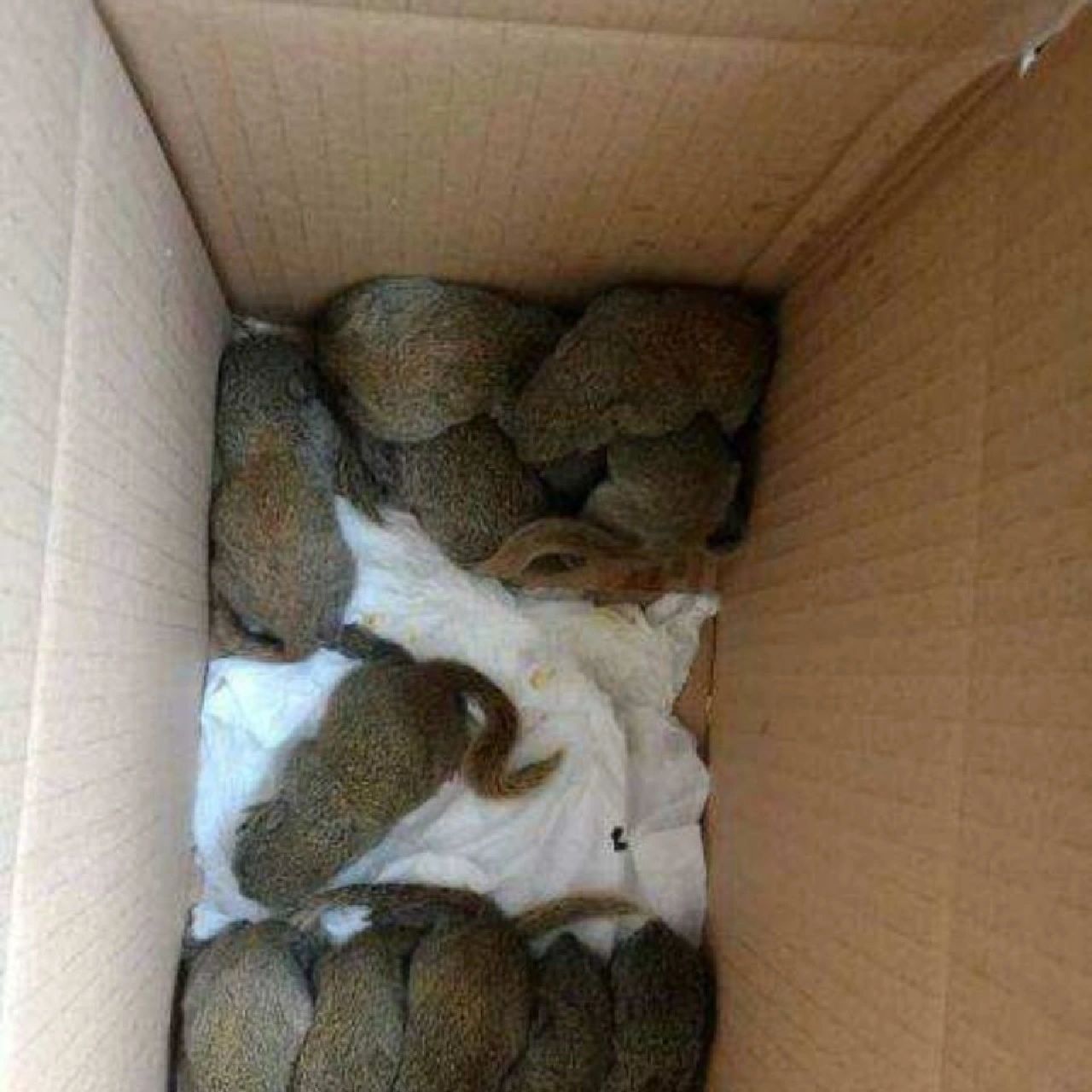 帮老板卖松鼠幼崽,10090一只.包邮