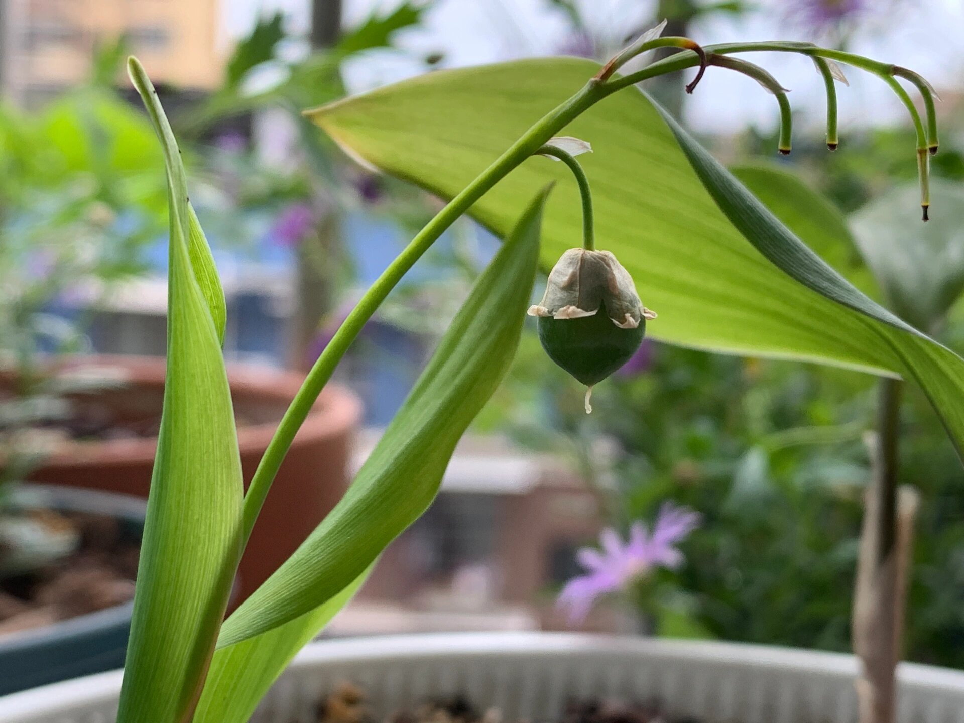 这是铃兰的果实吗