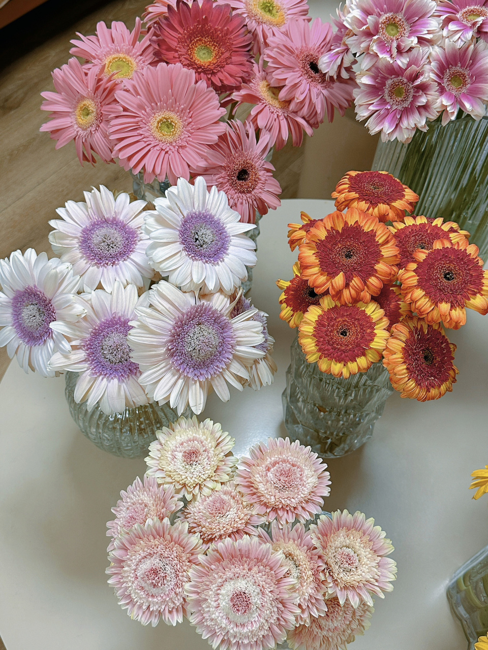 如果你的非洲菊花期不足30天|请进来看看 经过一次次的摸索 终于把